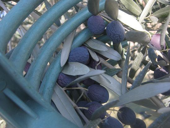 Name:  zeytin3.JPG
Views: 898
Size:  51.8 KB