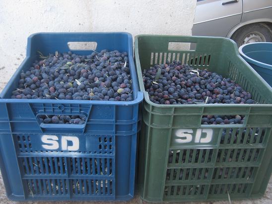 Name:  zeytin4.JPG
Views: 845
Size:  56.3 KB