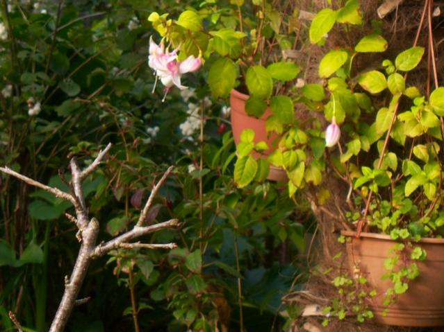 Name:  100_3744.jpg
Views: 260
Size:  54.9 KB