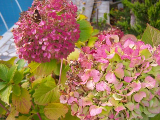 Name:  100_3748.jpg
Views: 287
Size:  56.3 KB