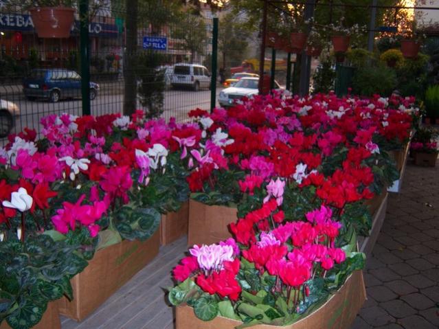 Name:  100_3762.jpg
Views: 426
Size:  58.1 KB
