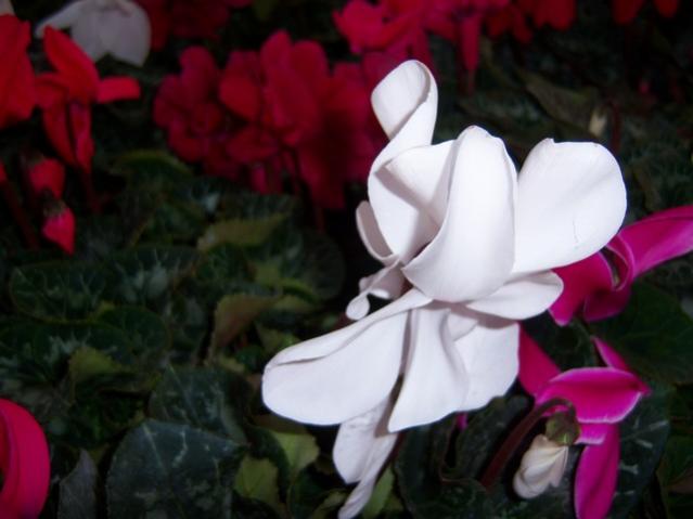 Name:  100_3763.jpg
Views: 371
Size:  30.5 KB