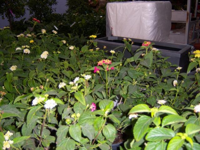 Name:  100_3767.jpg
Views: 362
Size:  63.0 KB