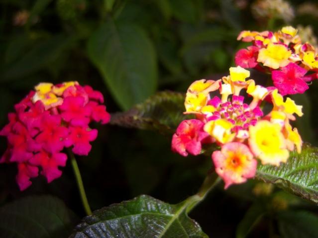 Name:  100_3768.jpg
Views: 343
Size:  34.5 KB