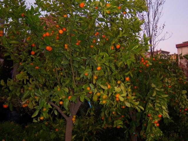 Name:  100_3775.jpg
Views: 383
Size:  62.4 KB