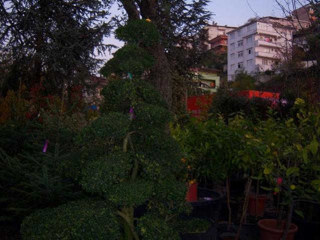 Name:  100_3776.jpg
Views: 366
Size:  52.5 KB