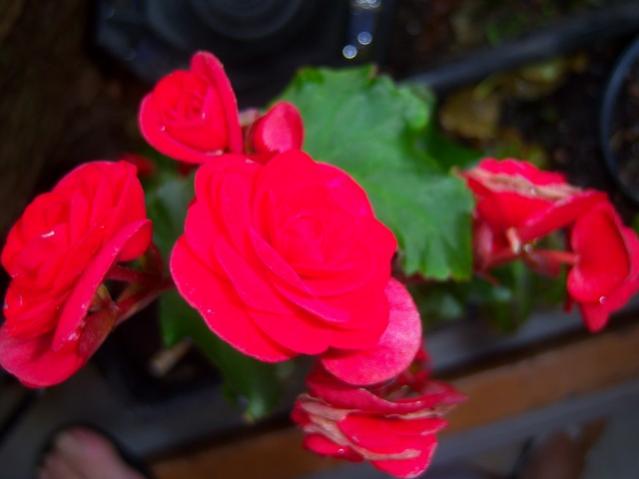 Name:  100_3787.jpg
Views: 602
Size:  25.6 KB