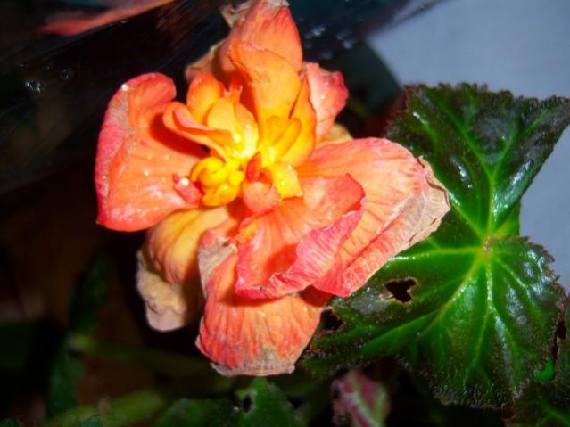 Name:  100_3790.jpg
Views: 590
Size:  38.9 KB
