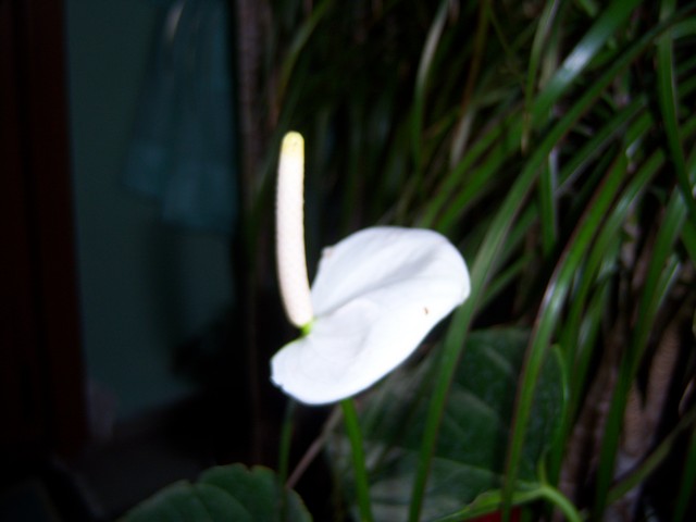 Name:  100_3795.jpg
Views: 633
Size:  67.6 KB