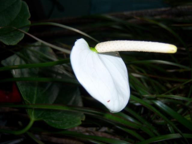 Name:  100_3796.jpg
Views: 640
Size:  25.2 KB