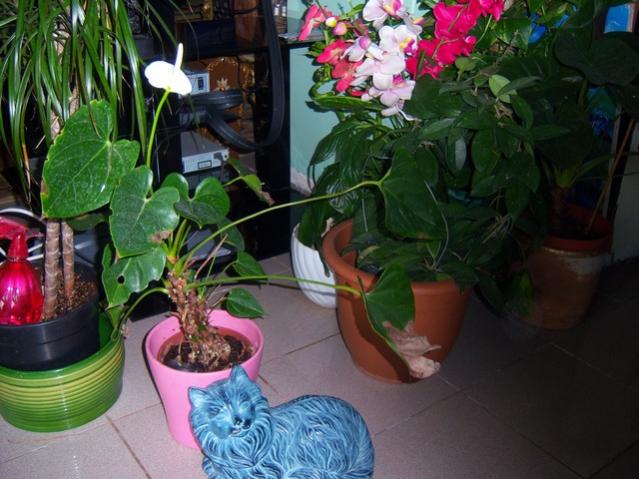 Name:  100_3797.jpg
Views: 685
Size:  53.3 KB