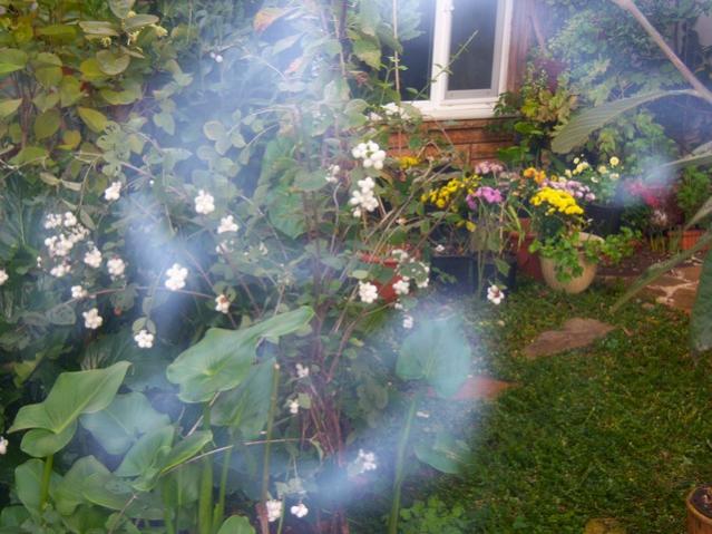 Name:  100_3806.jpg
Views: 347
Size:  56.1 KB
