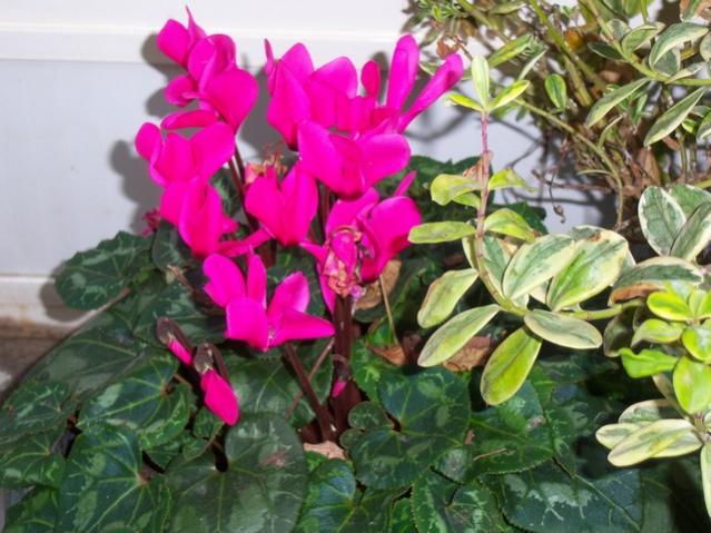 Name:  100_3813.jpg
Views: 601
Size:  55.2 KB