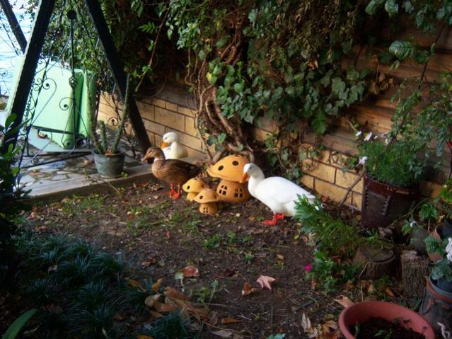 Name:  100_3816.jpg
Views: 591
Size:  67.1 KB
