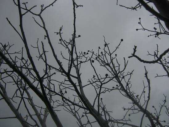 Name:  ceviz.JPG
Views: 1155
Size:  55.4 KB