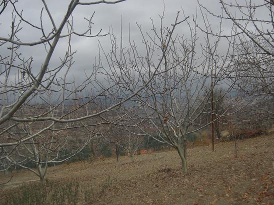 Name:  bahe 2.JPG
Views: 1378
Size:  68.9 KB