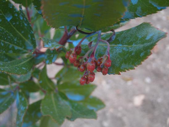Name:  kocayemi.JPG
Views: 1408
Size:  41.7 KB