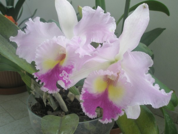 Name:  PC120907 (600 x 450).jpg
Views: 1053
Size:  49.5 KB
