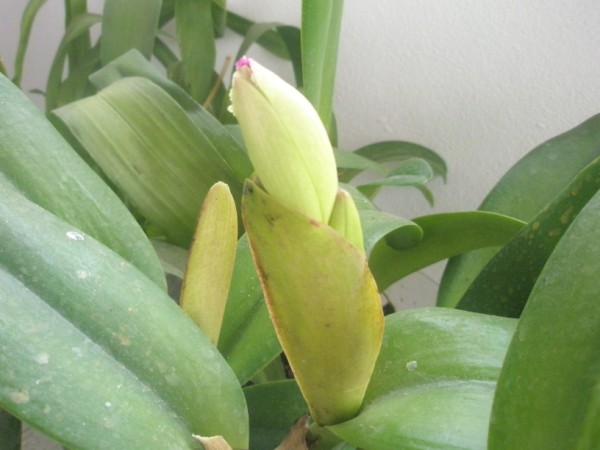 Name:  PC120910 (600 x 450).jpg
Views: 1249
Size:  51.2 KB