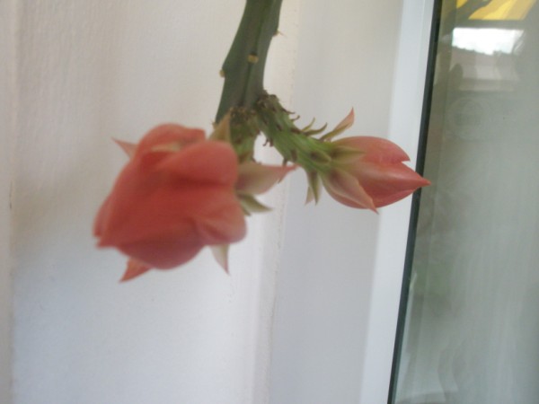 Name:  PC120915 (600 x 450).jpg
Views: 1316
Size:  30.6 KB