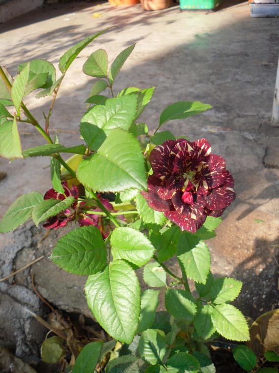Name:  SDC12932 copy.jpg
Views: 509
Size:  73.7 KB