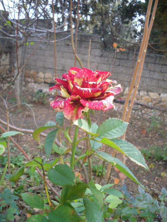 Name:  SDC12933 copy.jpg
Views: 492
Size:  74.8 KB