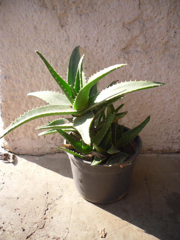 Name:  SDC12937 copy.jpg
Views: 504
Size:  71.1 KB