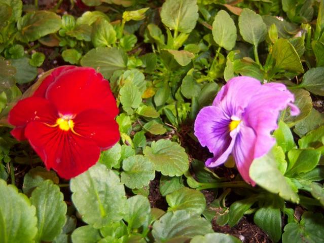 Name:  100_3853.jpg
Views: 252
Size:  53.5 KB