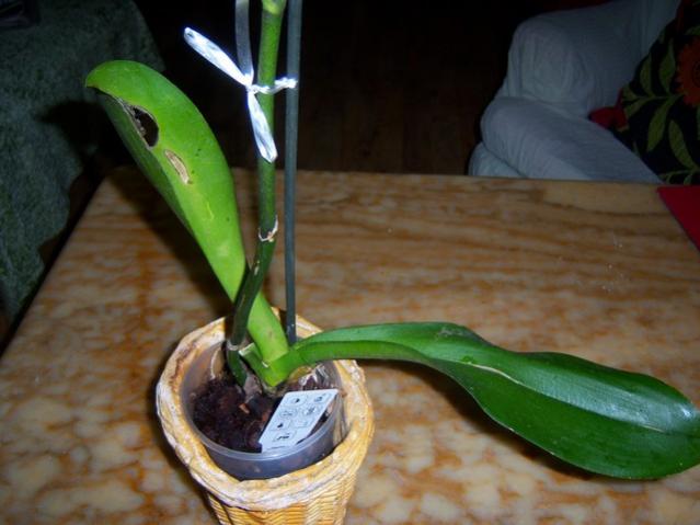 Name:  100_3874.jpg
Views: 326
Size:  37.4 KB