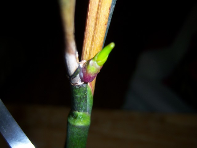 Name:  100_3875.jpg
Views: 324
Size:  57.3 KB