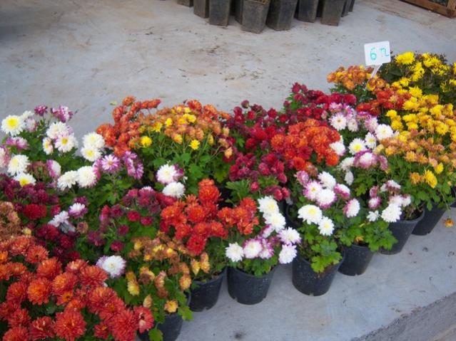 Name:  100_3884.jpg
Views: 332
Size:  61.9 KB