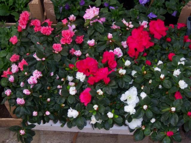Name:  100_3897.jpg
Views: 407
Size:  59.3 KB