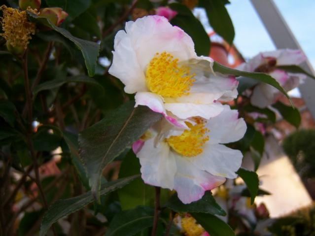 Name:  100_3902.jpg
Views: 392
Size:  34.9 KB