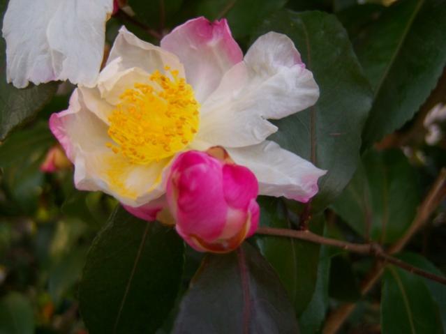 Name:  100_3903.jpg
Views: 376
Size:  27.7 KB