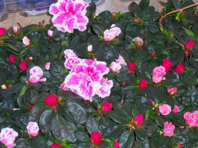 Name:  100_3928.jpg
Views: 393
Size:  63.3 KB