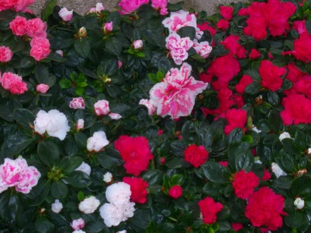 Name:  100_3929.jpg
Views: 380
Size:  51.3 KB