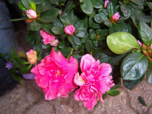 Name:  100_3930.jpg
Views: 384
Size:  49.2 KB