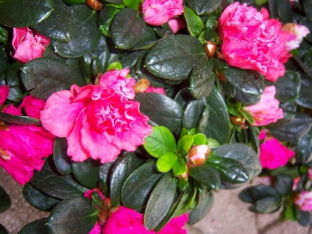 Name:  100_3933.jpg
Views: 430
Size:  54.0 KB