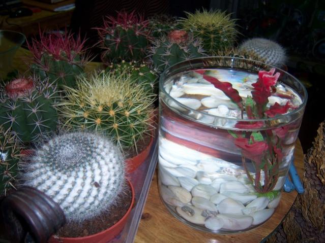 Name:  100_3935.jpg
Views: 425
Size:  55.9 KB