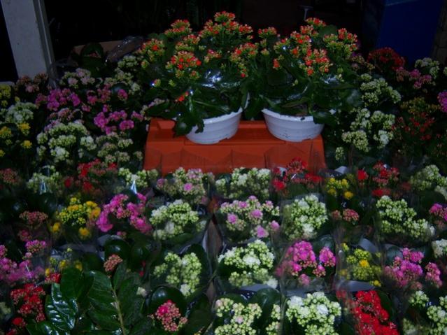 Name:  100_3938.jpg
Views: 370
Size:  59.7 KB