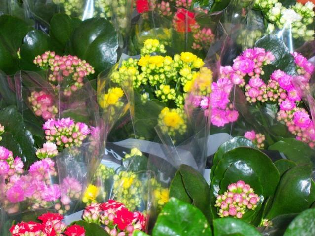 Name:  100_3939.jpg
Views: 383
Size:  64.2 KB