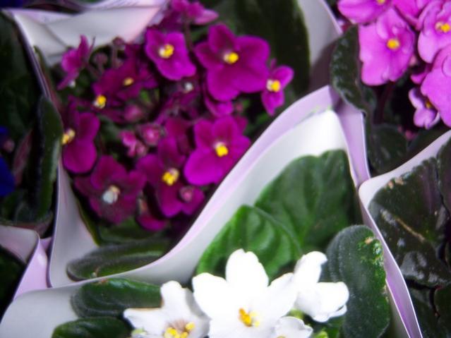 Name:  100_3946.jpg
Views: 377
Size:  38.3 KB