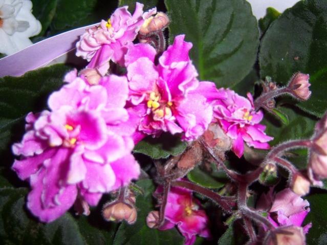 Name:  100_3947.jpg
Views: 372
Size:  51.7 KB