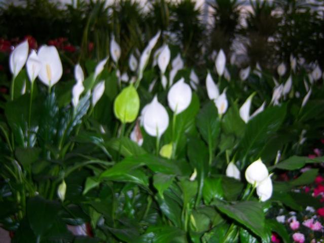 Name:  100_3950.jpg
Views: 371
Size:  40.3 KB