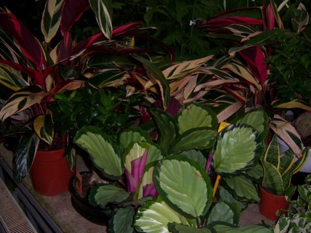 Name:  100_3954.jpg
Views: 369
Size:  51.3 KB