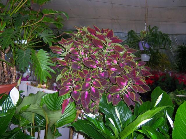 Name:  100_3956.jpg
Views: 380
Size:  63.1 KB