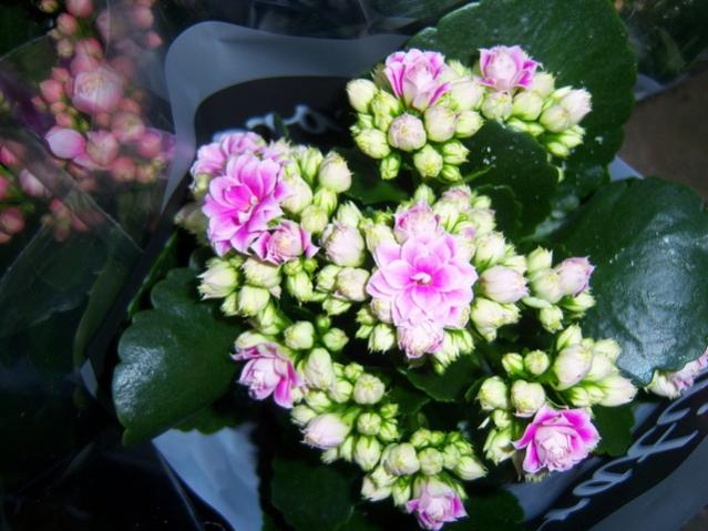 Name:  100_3958.jpg
Views: 365
Size:  50.7 KB
