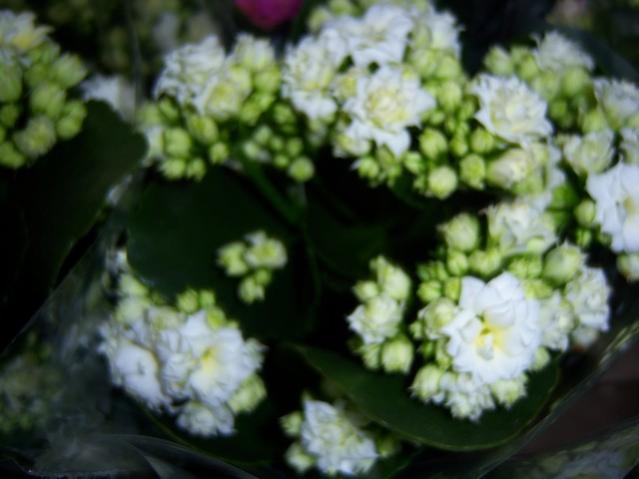 Name:  100_3961.jpg
Views: 365
Size:  34.2 KB