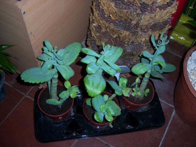 Name:  100_3963.jpg
Views: 365
Size:  45.6 KB