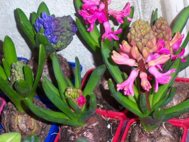Name:  100_3966.jpg
Views: 374
Size:  61.7 KB